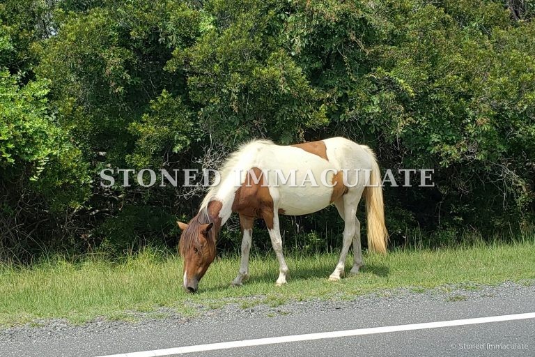 Wild Ponies and Herons, a bundle of 6 printable photographs