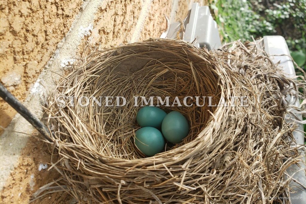 Robin Nest and Three Blue Eggs, from the Woodland Details bundle