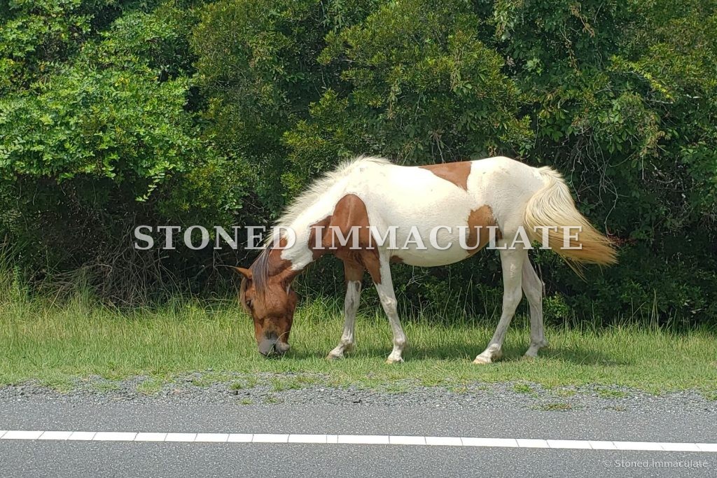 Pony in the Breeze, from the Wild Ponies and Herons bundle