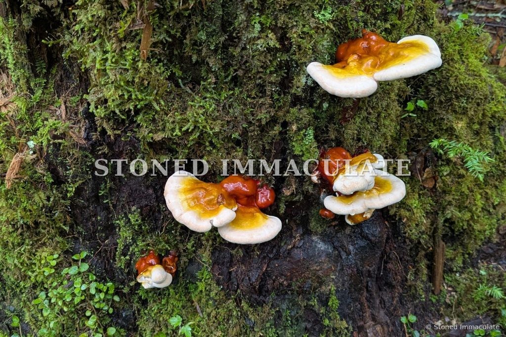 Shelf Fungi on Moss, from the Woodland Details bundle