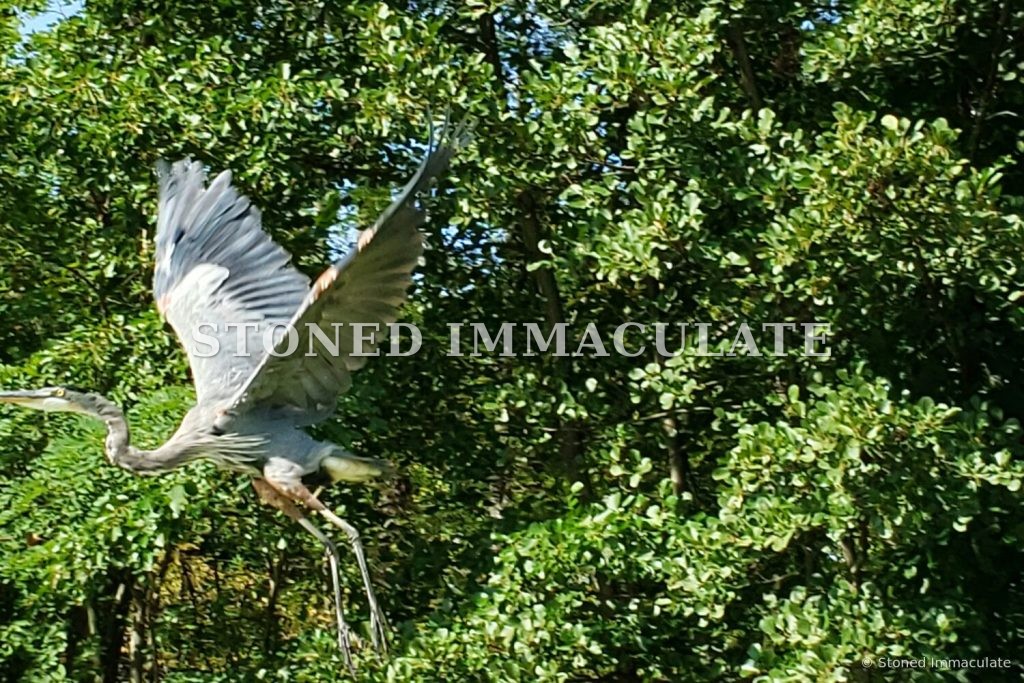 Heron Taking Flight, from the Wild Ponies and Herons bundle