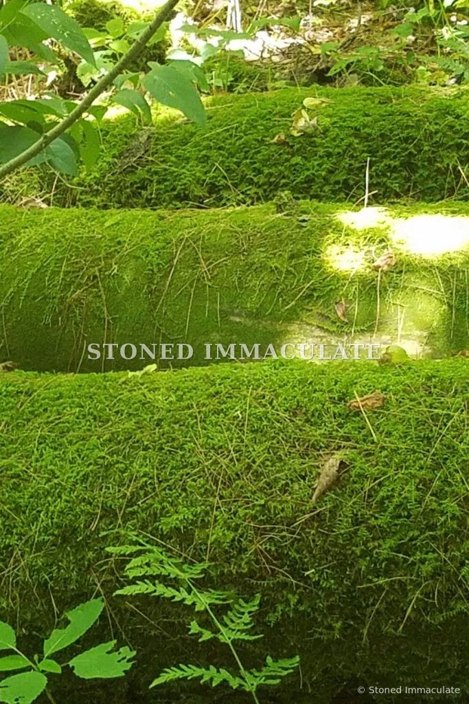 Moss Covered Logs, from the Woodland Details bundle