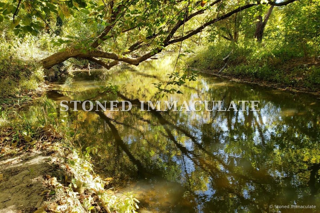 Creek in Autumn Light, from the Woodland Details bundle