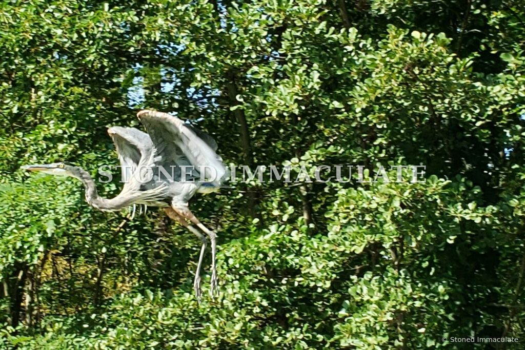 Heron in the Thicket, from the Wild Ponies and Herons bundle