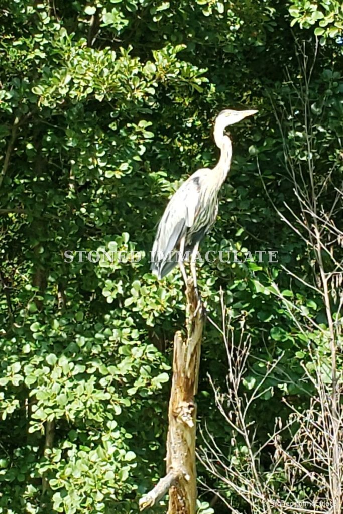 Heron on a Snag, from the Wild Places bundle