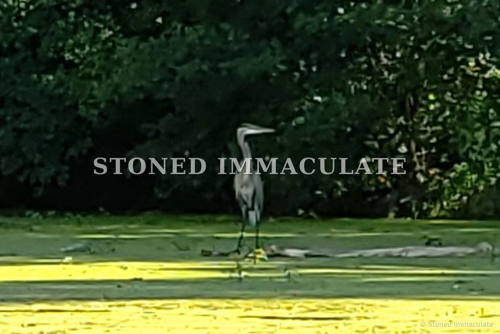 Heron on the Duckweed, from the Wild Ponies and Herons bundle
