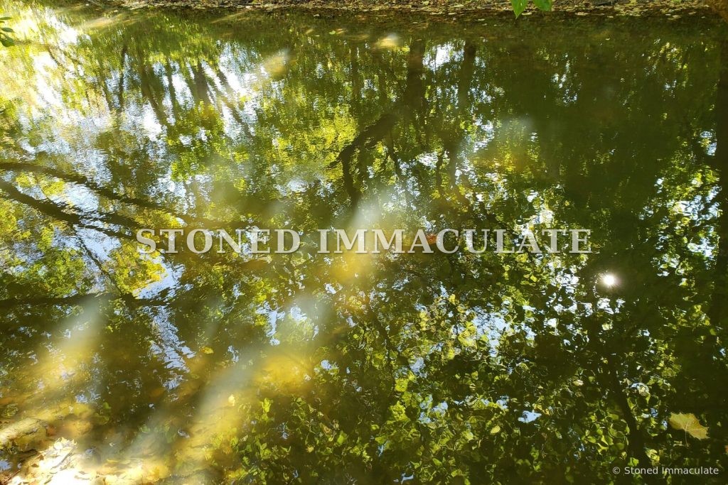 Reflected Canopy, from the Woodland Details bundle
