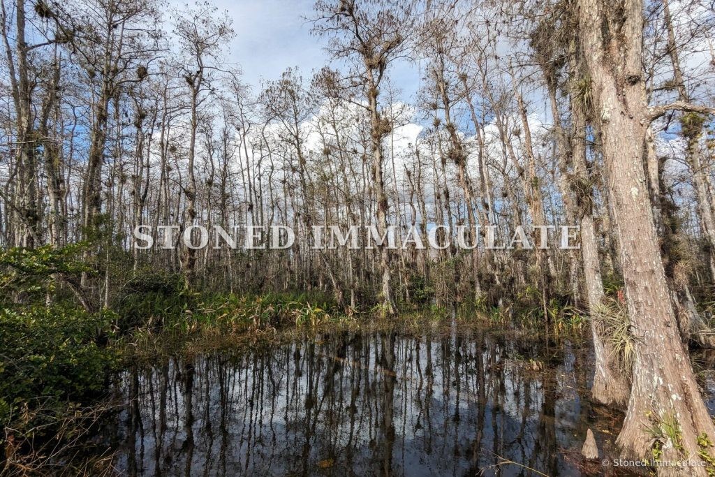 Cypress Swamp Reflections, from the Wild Places bundle