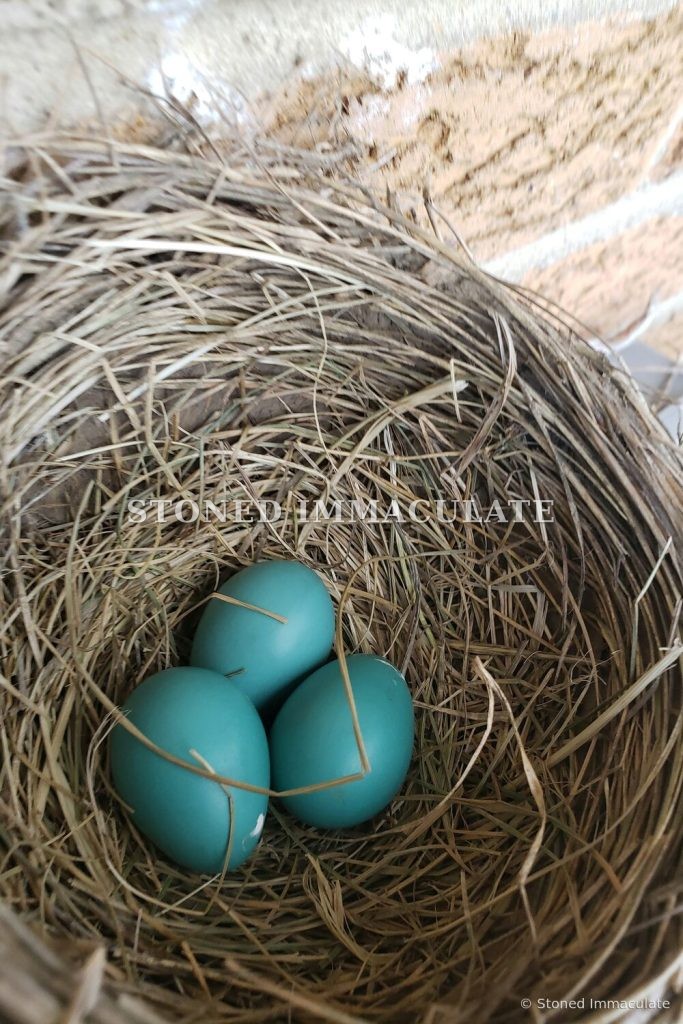 Nest from Above, from the Woodland Details bundle