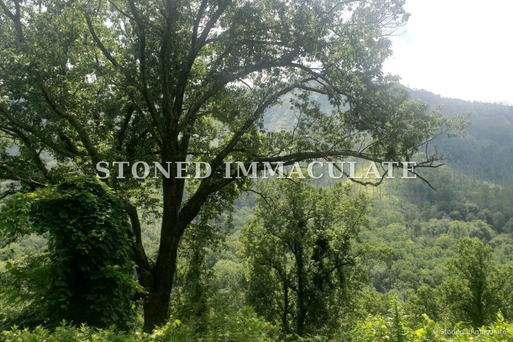 Old Tree and Misty Valley, from the Smoky Mountain Ridgelines bundle