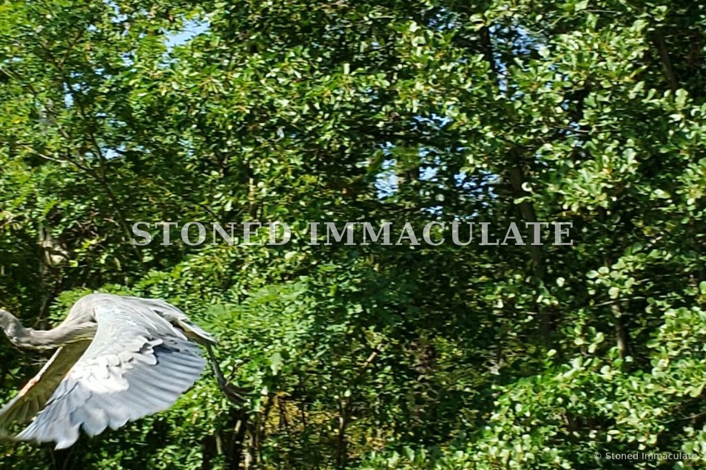 Wings Over the Marsh, from the Wild Ponies and Herons bundle