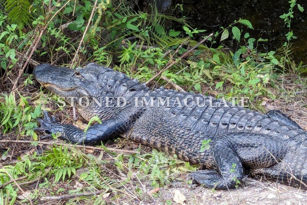 Resting Alligator, from the Wild Places bundle