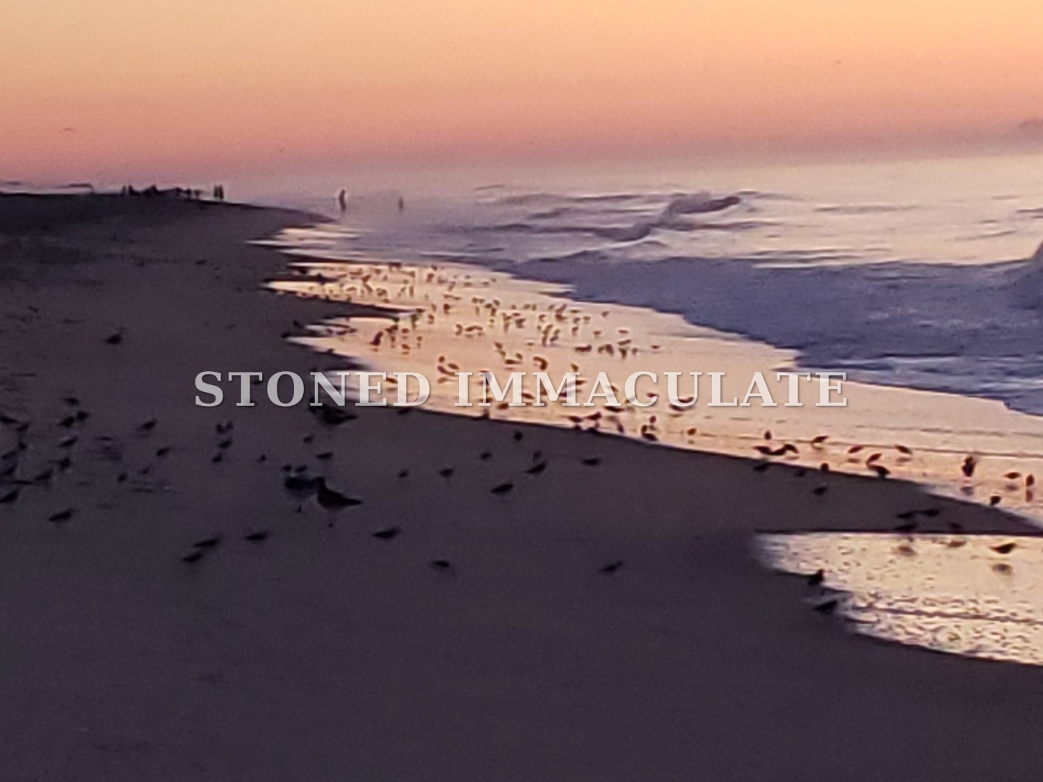 Small shorebirds along the waterline of a beach in soft pink light before sunrise