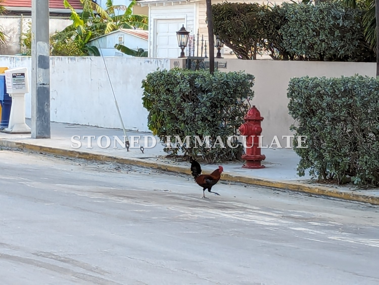 A rooster crossing a Key West street beside a red fire hydrant and a clipped hedge