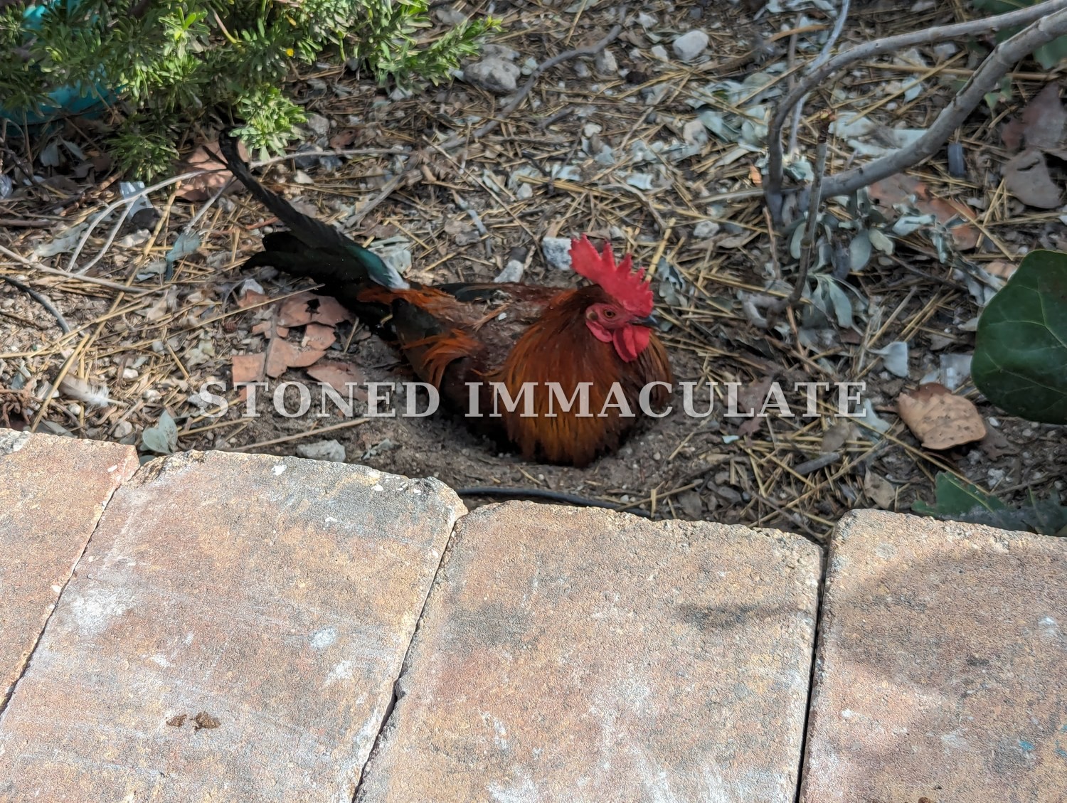 Roosters of Key West